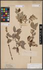 Foto von Salix caprea L.
